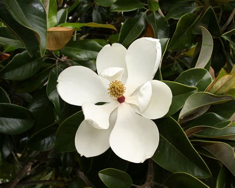 picture of magnolia grandiflora